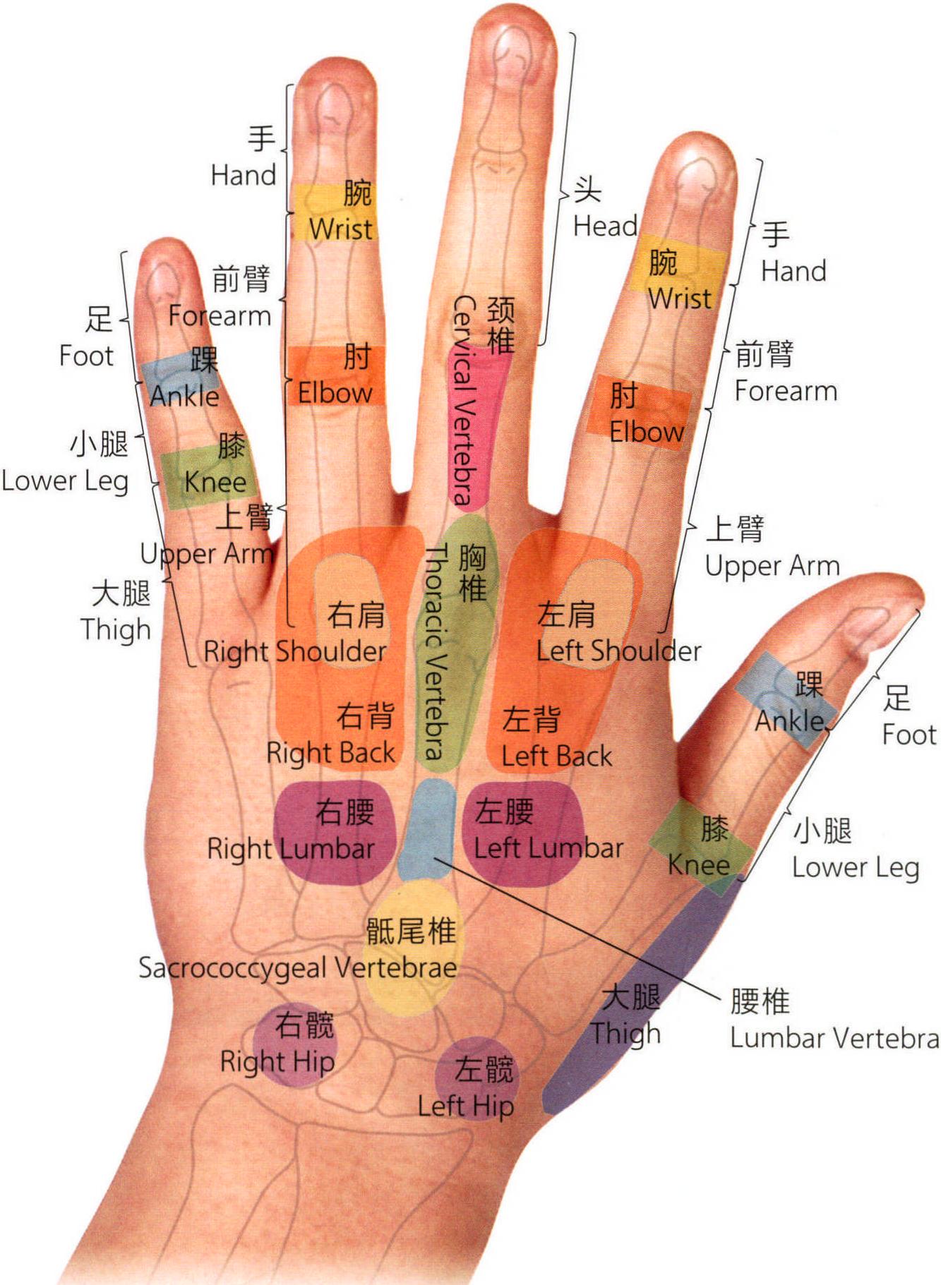 手背面全息區(qū)